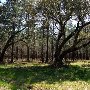 Chachan Plantation