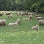 Ovis Hill Farm