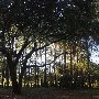 Thornhill Farms-Forrest and Field
