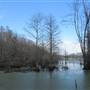 Fairlawn Plantation Swamp - Area 3