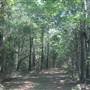 Awendaw Future Park Site - Roads