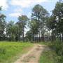 Nemours Wildlife Foundation - Rice Field 2 (seen from dike)