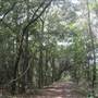 Dungannon Plantation - Milley Bank