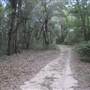 Dungannon Plantation - Hunt Camp Rd C