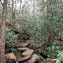 Caesars Head State Park - Wildcat Branch Falls