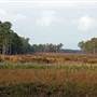 Wappaoolah Plantation - Fields & Forests