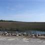 Marsh Views