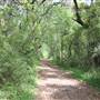 Seven Oaks Plantation - Woods and Marshes - 2016 Update