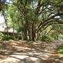 Charleston Tea Garden - Oak Alley