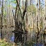 Woodlands Nature Reserve - Swamp