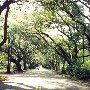 South Boundary Road