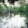 Wadboo Creek Cooper River