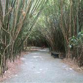 Magnolia Plantation & Gardens MAY - Bamboo Forest & Bridges