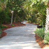 Tropical Looks of Charleston