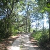 Dungannon Plantation - Front Field