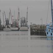 Shem Creek - AM