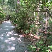 Magnolia Plantation & Gardens MAY LOOKS - Bamboo Forest