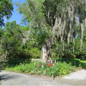Magnolia Plantation & Gardens MAY LOOKS - Field next to 'Red Bridge Pond"