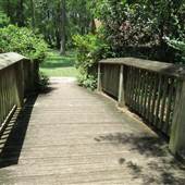 Edisto Gardens - Azalea Garden Area