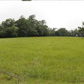 Hobcaw Barony - Outreach Farm Pasture