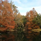 Harrietta Plantation Late November - FALL COLORS