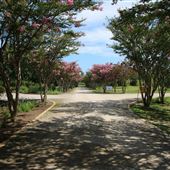 Moore Farms Botanical Gardens  -- Crepe Myrtle Allee