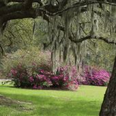 Boone Hall Plantation - March Flowers (2019)
