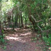 Johns Island County Park - 3 Short Trails