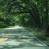 Bears Bluff Road (1)