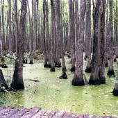 Mead Westvaco - Otranto Swamp