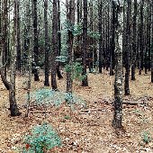 Magnolia Garden (Forest)