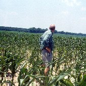 Sikes Farm - Cornfields