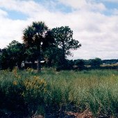 Coosaw River - at Haf a Tass Plantation
