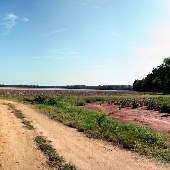 Darby Farms - Cotton Field