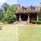 Whitehaven Plantation