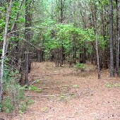 Darby Forest