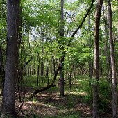 Old River Bed-Catawba