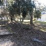 Hampton Plantation State Park