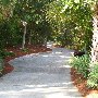 Tropical Looks of Charleston