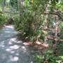 Magnolia Plantation & Gardens MAY LOOKS - Bamboo Forest