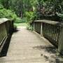Edisto Gardens - Azalea Garden Area