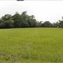 Hobcaw Barony - Outreach Farm Pasture