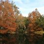 Harrietta Plantation Late November - FALL COLORS