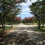Moore Farms Botanical Gardens  -- Crepe Myrtle Allee