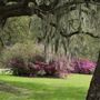 Boone Hall Plantation - March Flowers (2019)