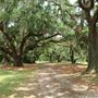 Johns Island Co Park - Oak Alley Trail