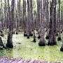 Mead Westvaco - Otranto Swamp