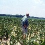 Sikes Farm - Cornfields