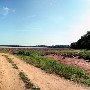 Darby Farms - Cotton Field