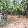 Darby Forest
